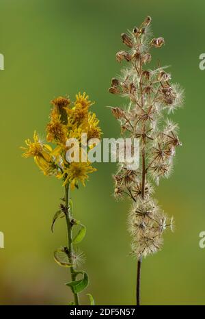 Goldenrod, Solidago virgaurea, in fiore e seme, autunno. Foto Stock