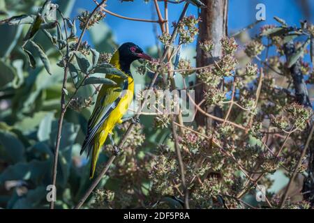 Oriole africane a testa nera che nascono in piante da fiore nel Parco Nazionale Kruger, Sudafrica; specie Oriolus larvatus famiglia di Oriolidae; oriole; Foto Stock