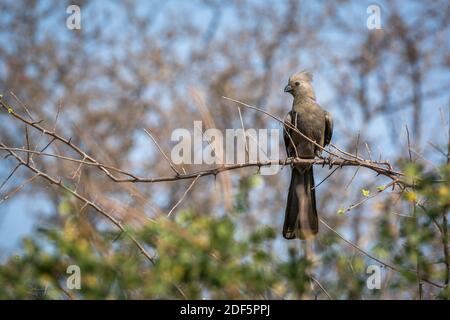 Uccello grigio go away in piedi su un ramo con sfondo naturale nel Parco Nazionale Kruger, Sud Africa ; specie Corythaixoides concolor famiglia di Musoph Foto Stock