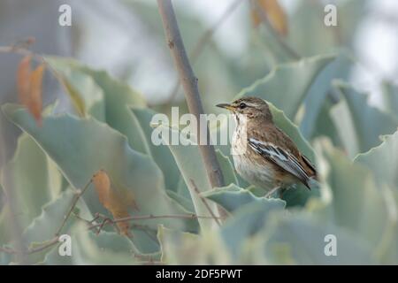 Red backed Scrub Robin in piedi in foglie di pianta nel Parco Nazionale Kruger, Sudafrica; specie Cercotrichas leucofrys famiglia di Musicapidae Foto Stock