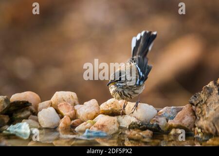 Red backed Scrub Robin in in piedi presso il waterhole nel parco nazionale di Kruger, Sudafrica; specie Cercotrichas leucofrys famiglia di Musicapidae Foto Stock