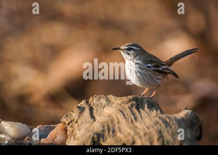 Red Backed Scrub Robin in piedi su un ceppo con luce del mattino nel Parco Nazionale Kruger, Sud Africa; specie Cercotrichas leucofrys famiglia di Musicapida Foto Stock