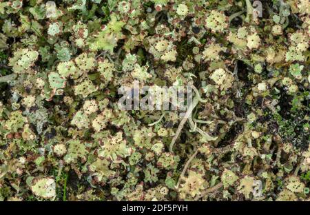 Mealy Pixie-Cup, Cladonia clorophaea, lichen su dune di sabbia acida, Dorset. Foto Stock