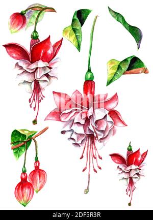 acquerello floreale illustrazione botanica, foglie verdi, giardino selvaggio fiori rosa fucsia, isolato su sfondo bianco Foto Stock