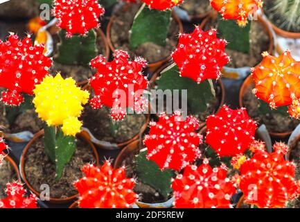 Bellissimi cactus fioriti, una collezione di cactus fioriti. Foto Stock