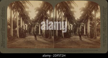 Avenue of Royal Palms, Queen's Hospital Grounds, Honolulu, Hawaiian Islands., immagine, Stereographs, 1850 - 1930 Foto Stock