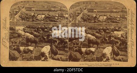 Nel Great Union Stock Yards [Stockyards], Chicago, USA, Still Image, Stereographs, 1890 Foto Stock