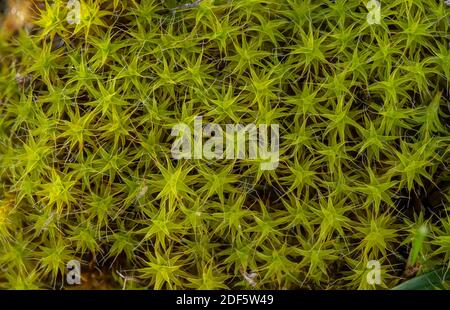 Moss stella di Heath, Campylopus introflexus, - una specie introdotta, sulle dune di sabbia, Devon. Foto Stock