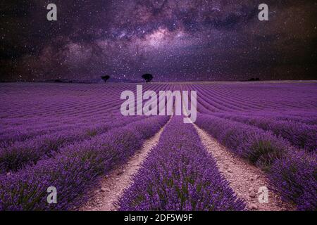 Incredibile paesaggio naturale. Splendido paesaggio notturno, cielo di modo lattiginoso con linee di fiori di prato di lavanda. Paesaggio estivo primaverile, paesaggio artistico Foto Stock