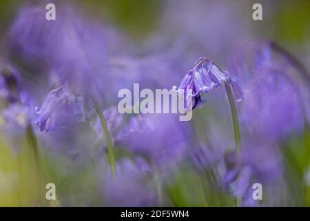 Bluebells; Hyacinthoides non-scripta; Fiori; UK Foto Stock