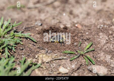 Ornato Digger Wasp; Cerceris rybyensis; a Hole; UK Foto Stock