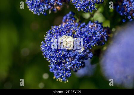 Crab Spider; Misumena vatia; su Ceanothus Flower; UK Foto Stock