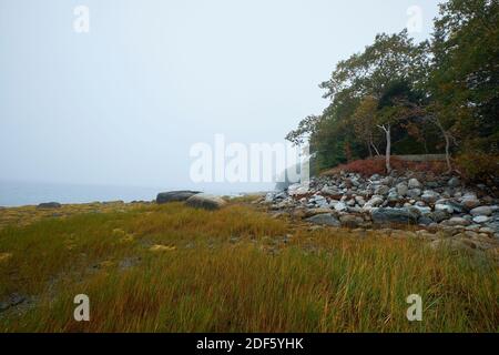 Alghe gialle, erba e rocce sparse, massi a bassa marea sulla spiaggia durante una giornata di autunno nebbiosa e foggosa sulla baia di Union River. A Surry, Maine. Foto Stock