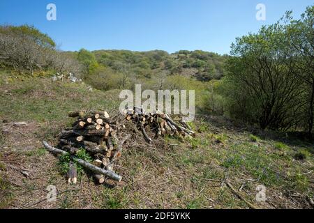 Pali di legno; De Lank Quarry Area; Cornovaglia; UK Foto Stock