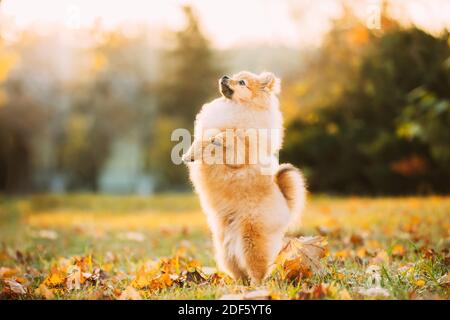 Giovane cucciolo rosso Pomeraniano Spitz Puppy. Puppy si trova sul suo cane Hind Legs in posa all'aperto in autunno erba. Foto Stock