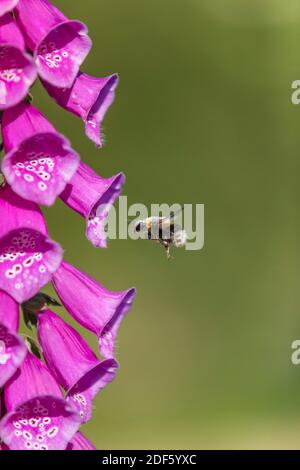 Garden Bumblebee; Bombus hortorum; at Foxglove; UK Foto Stock