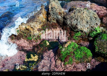 Alghe in costa rocciosa: Lattuga marina (Ulva lactuca), Corallina elongata e Rissoella verrucolosa. Costa Brava, Girona, Catalogna, Spagna.