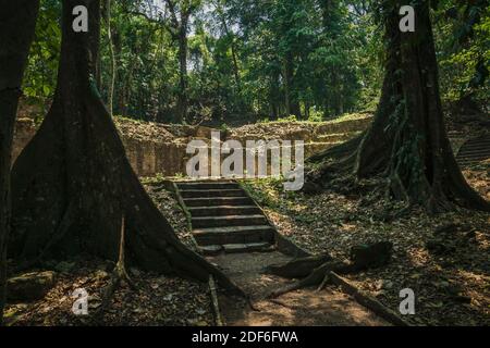Rovine del tempio Maya in lussureggiante foresta tropicale nel sito archeologico di Palenque, Chiapas, Messico Foto Stock