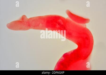 Schistosomiasi Foto Stock Alamy