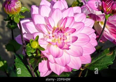 Fiore del rosa Dahlia 'sogno orientale' Foto Stock