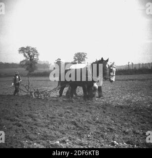 1940, storico, un agricoltore in campo che guida un aratro che viene tirato da due cavalli shire Inghilterra, Regno Unito. Prima della meccanizzazione, questo era il metodo tradizionale di aratura o di rotazione del suolo in un campo per la nuova piantatura ma era lavoro manuale intensivo. L'uso dei cavalli piuttosto che dei buoi originali significava che più acri di terra potevano essere arati al giorno come i cavalli erano più veloci. Un attrezzo di fattoria stupefacente, l'aratro è stato usato per circa 4,000 anni e mentre ci sono stati alcuni miglioramenti, la tecnologia di base è rimasta la stessa, quella di tagliare una fetta lunga di suolo e di girarlo capovolto. Foto Stock