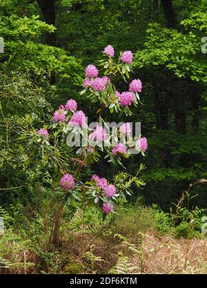 Rhododendron (Rhododendron ponticum) in fiore in bosco nel mese di maggio. Tipperary, Irlanda Foto Stock