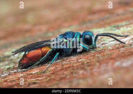 Wasp con coda di rubino poggiato su un pezzo di legno antico. Tipperary, Irlanda Foto Stock