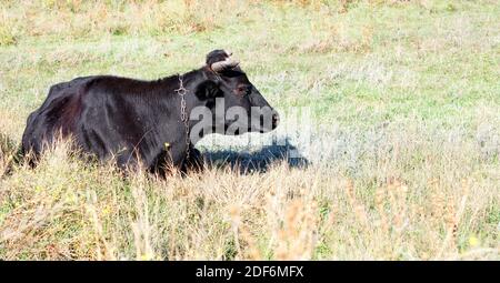 Una mucca nera con una catena intorno al collo si trova nell'erba spessa e guarda di fronte al campo in una giornata luminosa e soleggiata. Spazio di copia. Foto Stock