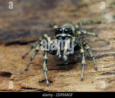 Zebra Jumping Spider (Salticus scenicus) su legno in decadimento. Tipperary, Irlanda Foto Stock