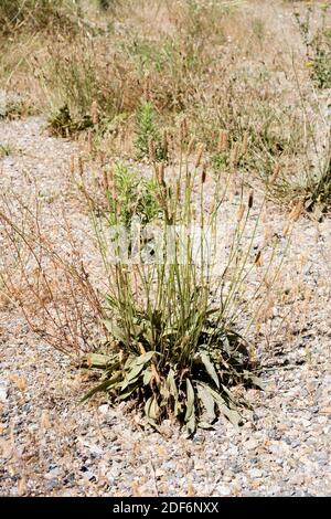 Plantain a foglia di narrowleaf o plantain a coste (Plantago lanceolata) È un'erba perenne medicinale originaria dell'Eurasia e introdotta In America e.