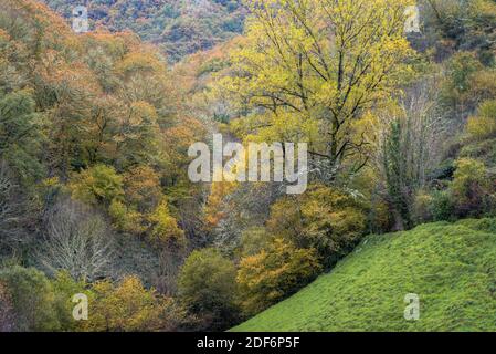 All'inizio dell'autunno foglie di quercia e betulla girano Giallo accanto ai prati di Folgoso do Courel Galicia Foto Stock