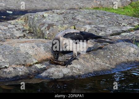 Corvus cornix, il fledgling di corvo Hooded, sta esaminando un pezzo di legno che ha trovato al fondo dello stagno dell'acqua piovana. Foto Stock