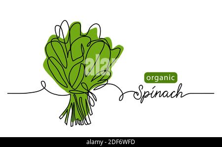 Spinaci, foglie verdi biologiche, mazzo di insalate. Illustrazione vettoriale, sfondo. Illustrazione di un disegno di linea con la scritta spinaci organici Illustrazione Vettoriale