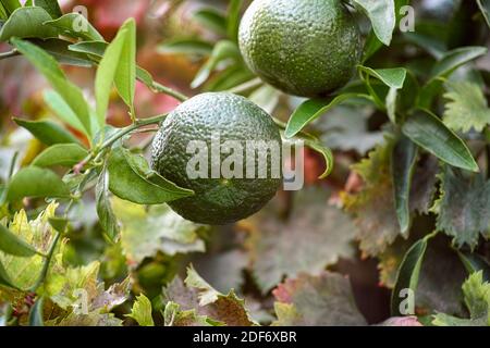 Tangerini verdi che crescono sugli agrumi all'aperto. Primo piano Foto Stock