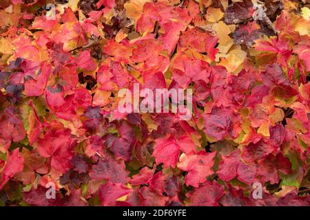 Colori autunnali di Parthenocissus tricuspidata comunemente noto come edera di Boston, edera d'uva, edera giapponese, superriduttore giapponese e woodbine Foto Stock