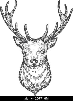 Illustrazione del vettore della testa del cervo o o della renna di Natale disegnata a mano. Schizzo astratto della faccia animale. Disegno di stile di incisione delle vacanze invernali. Isolato Illustrazione Vettoriale