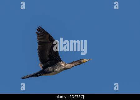Cormorano Phalacrocorax carbo volare su un cielo blu, Grande cormorano volo, Black Bird Foto Stock