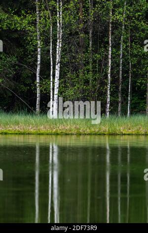Lago di Sant'Anna, Transilvania, Romania, Europa, riflessione sugli alberi in acqua Foto Stock