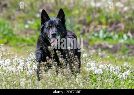 German Shepherd si siede in erba e guarda la fotocamera Foto Stock