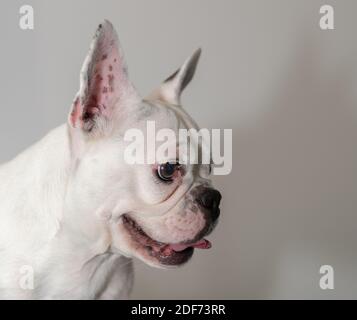 Francese Bulldog Ritratto isolato su sfondo bianco Foto Stock
