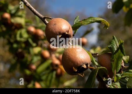 Medlar ’Royal’ frutto che si sviluppa sotto il sole tardivo Foto Stock