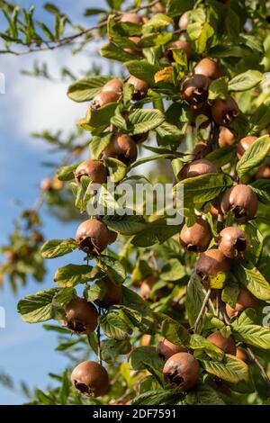 Medlar ’Royal’ frutto che si sviluppa sotto il sole tardivo Foto Stock