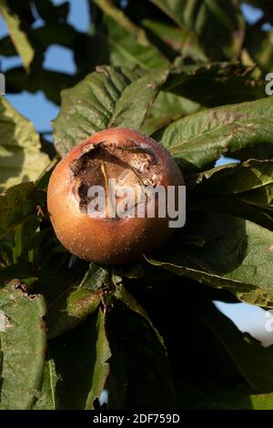 Medlar ’Royal’ frutto che si sviluppa sotto il sole tardivo Foto Stock