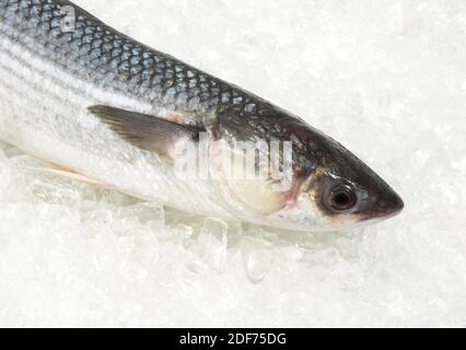 Cefalo, chelon labrosus, pesce fresco su ghiaccio Foto Stock