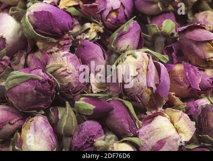 Rosa, Rosa sp., secco Rosebud contro uno sfondo bianco Foto Stock