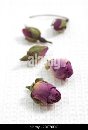 Rosa, Rosa sp., secco Rosebud contro uno sfondo bianco Foto Stock