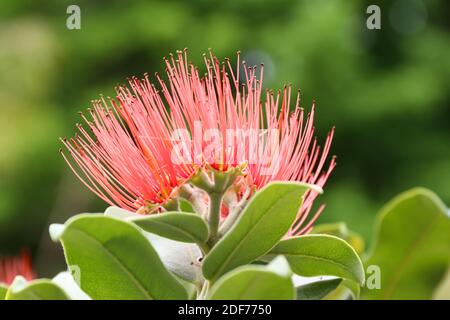 Fioritura della seta persiana - albizia julibrissin - dettaglio, profondità di campo poco profonda Foto Stock