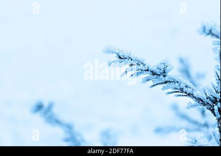 Sfondo invernale con ramoscello di pino smerigliato o abete rosso, biglietto d'auguri natalizio, spazio per il testo, sfondo naturale della neve Foto Stock