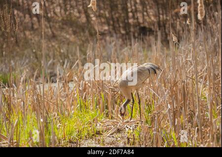 Una gru grigia al suo nido quando gira le uova. Costruì il suo nido in un'isola di canna nella faggeta. Foto Stock