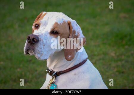 Cane bianco e marrone in posa per un ritratto Foto Stock